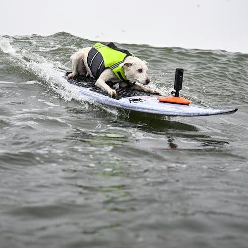 FILE - Sugar catches a wave in the first heat of medium dogs during the World Dog Surfing Championships, Aug. 3, 2024, in Pacifica, Calif. (AP Photo/Eakin Howard, File)
