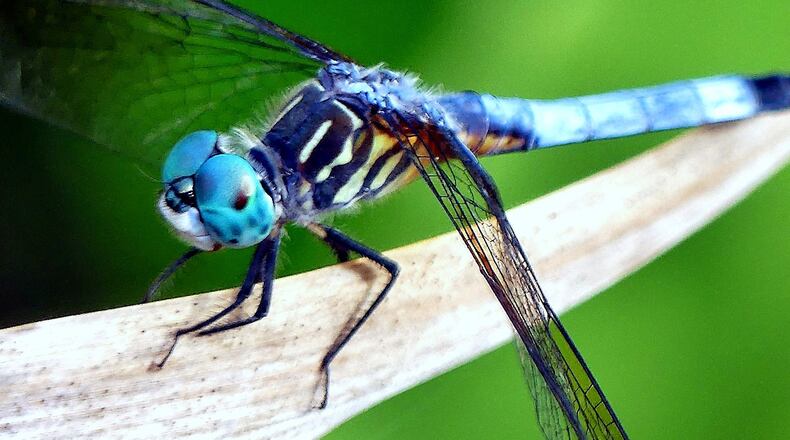 A dragonfly’s huge eyes, likes those of the blue dasher shown here, occupy nearly all of its head — one of the differences between dragonflies and damselflies, which have smaller eyes with a gap between them. CHARLES SEABROOK