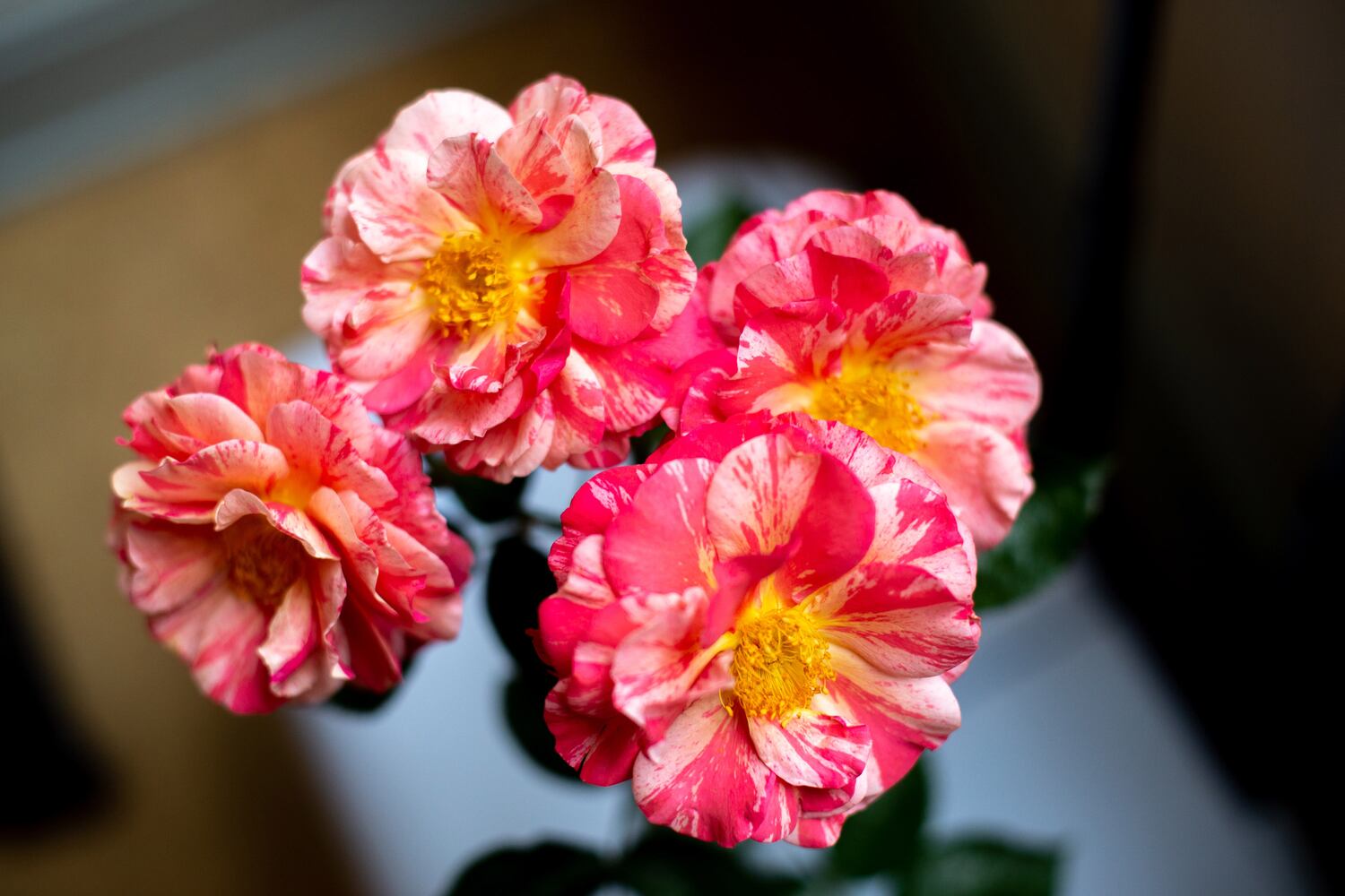 PHOTOS: 62nd Atlanta Rose Show 2019