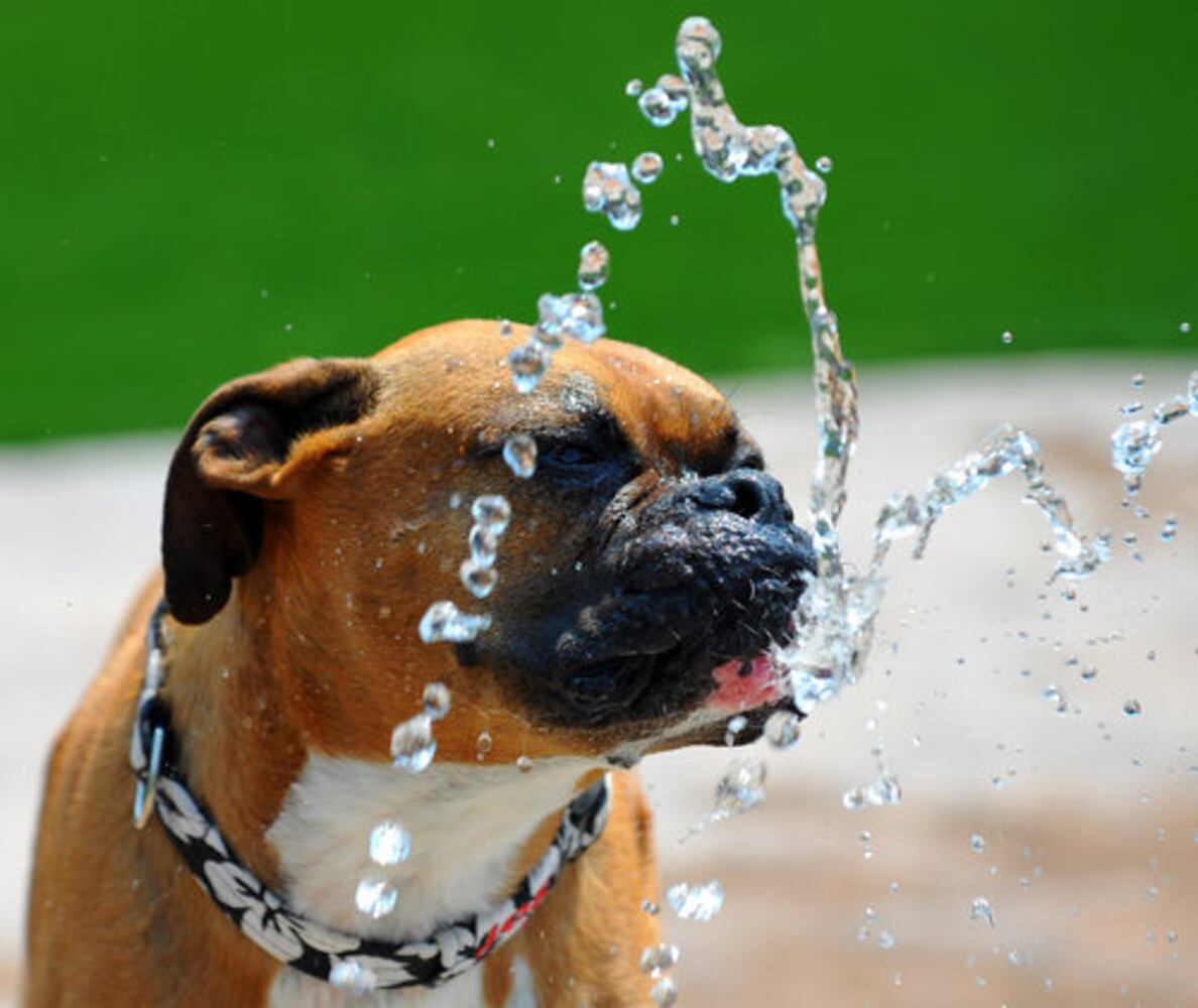 Johns Creek dog park opens