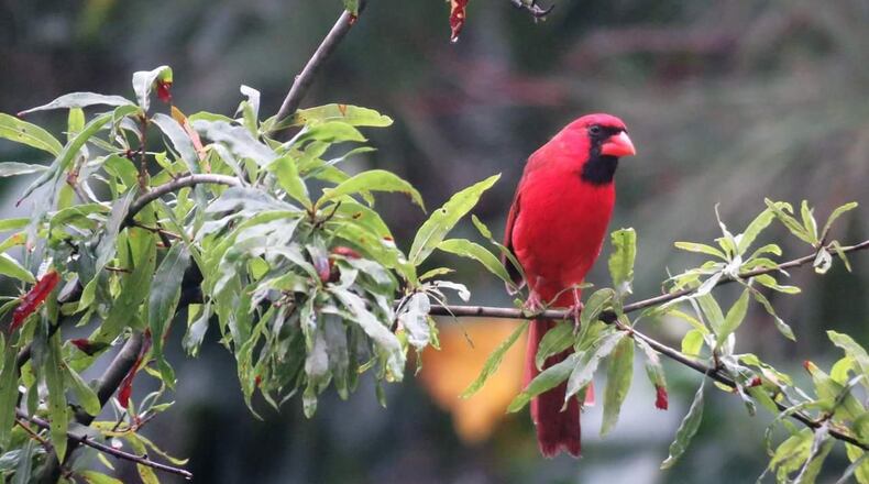 Larry Landrie shared this photo of a Northern Cardinal. According to the Cornell Lab of Ornithology, this is probably a male because it is brilliant red with a black mast and throat. The females are pale brown overall with warm reddish tinges in the wings, tail and crest.