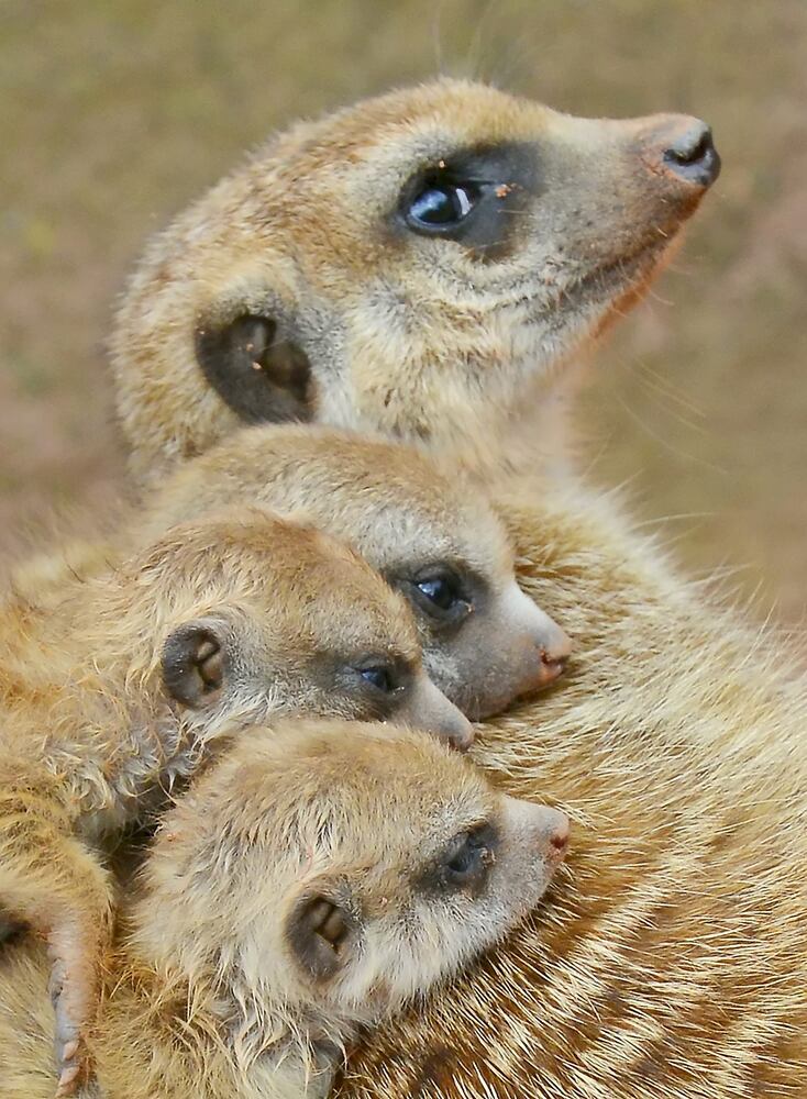 Baby zoo animals, March 2014