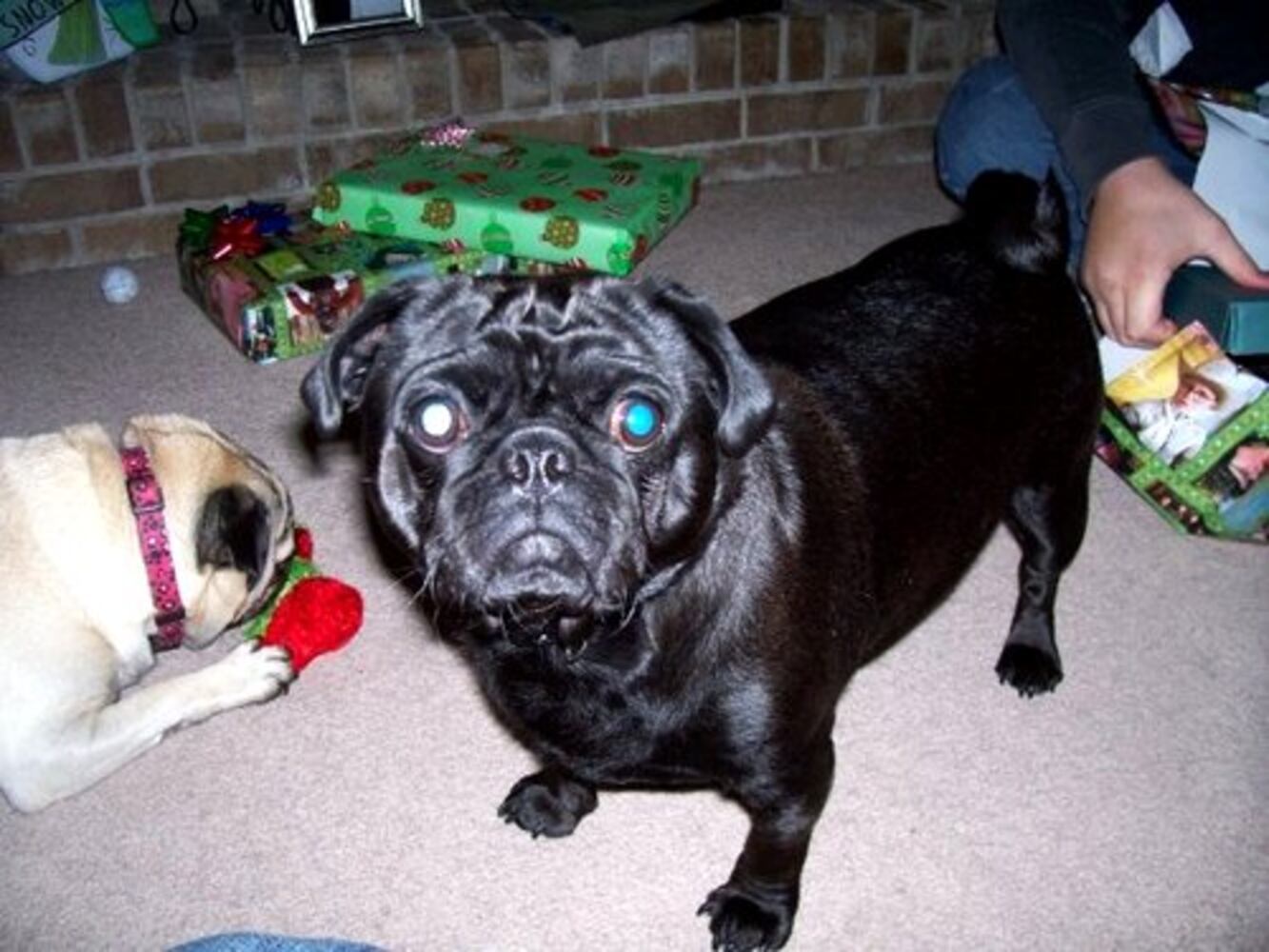 Cutest pets