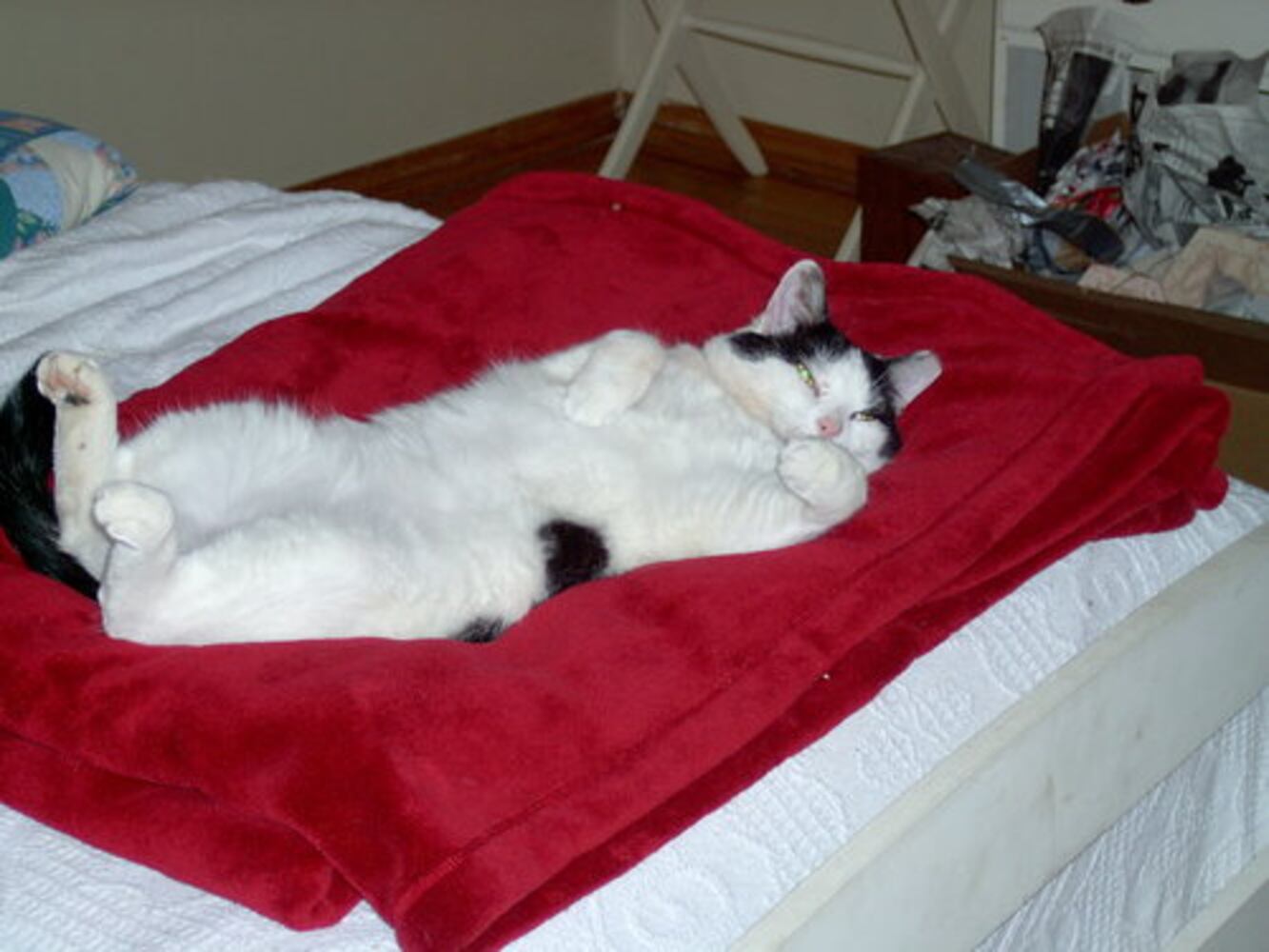 Cats Rule: Atlanta's Pampered Felines