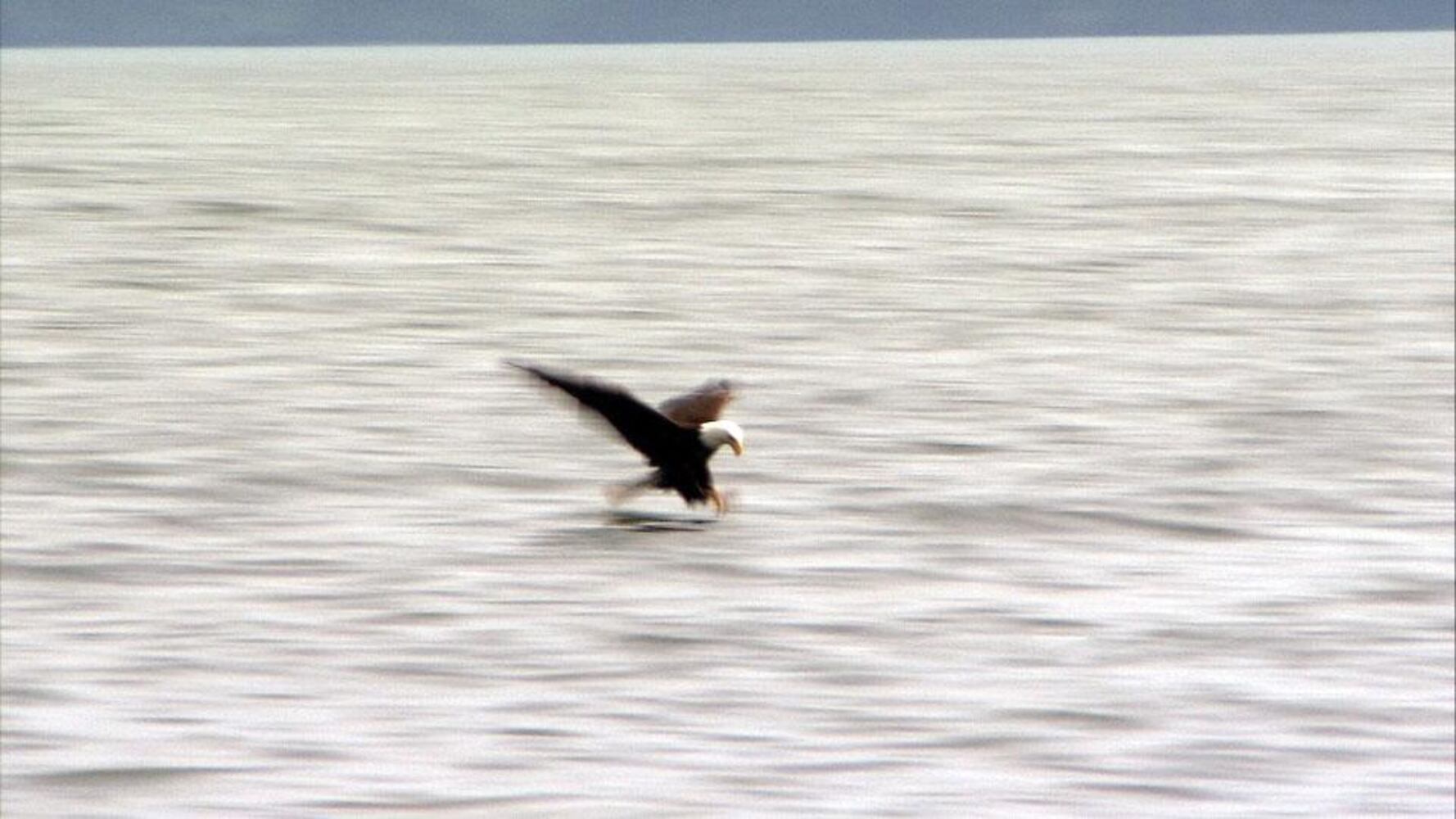 Bald Eagle Fishing-1sized