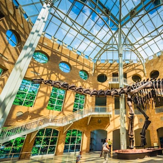 Visit a museum. There is at least one that will appeal to what interests you. How about dinosaurs at Fernbank Museum? (Courtesy of Discover DeKalb County Convention & Visitors Bureau)