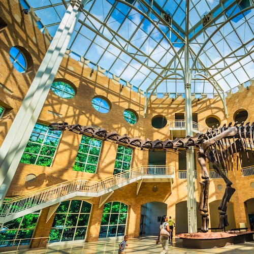 Visit a museum. There is at least one that will appeal to what interests you. How about dinosaurs at Fernbank Museum? (Courtesy of Discover DeKalb County Convention & Visitors Bureau)