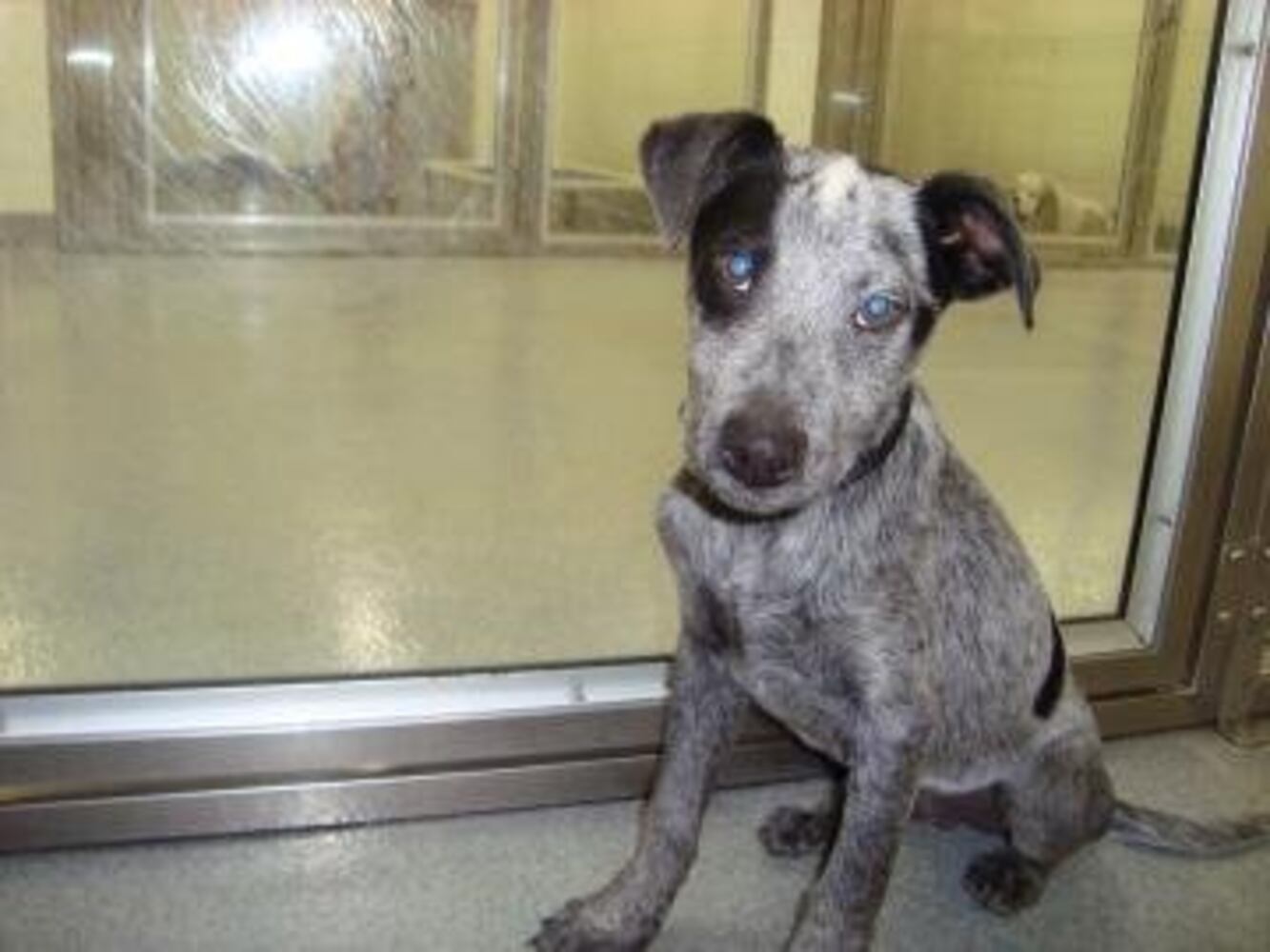 Help Atlanta's adoptable pets find a home: Apr. 16