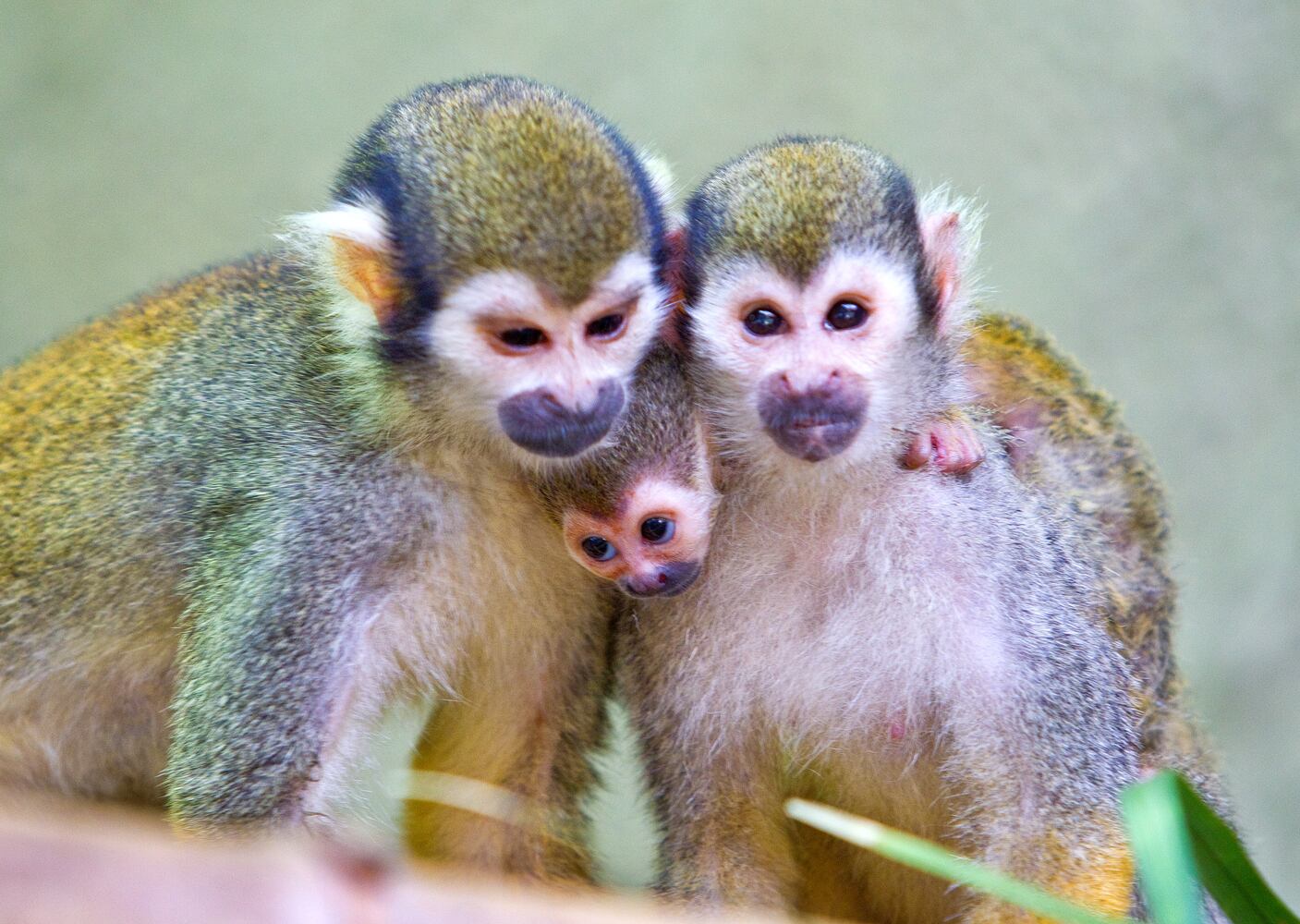 Busch Gardens Tampa Bay Summer Babies