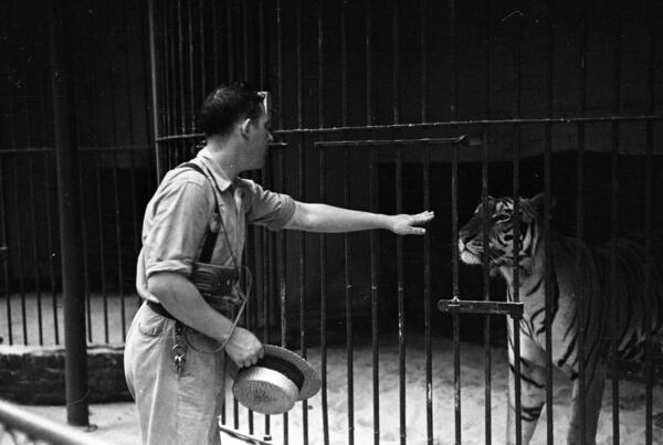Grant Park Zoo employee reaching out to calm "Jimmy Walker" the zoo's first tiger, through the bars, Atlanta, Georgia, May 1937. Lane Brothers Commercial Photographers, Special Collections and Archives, Georgia State University Library