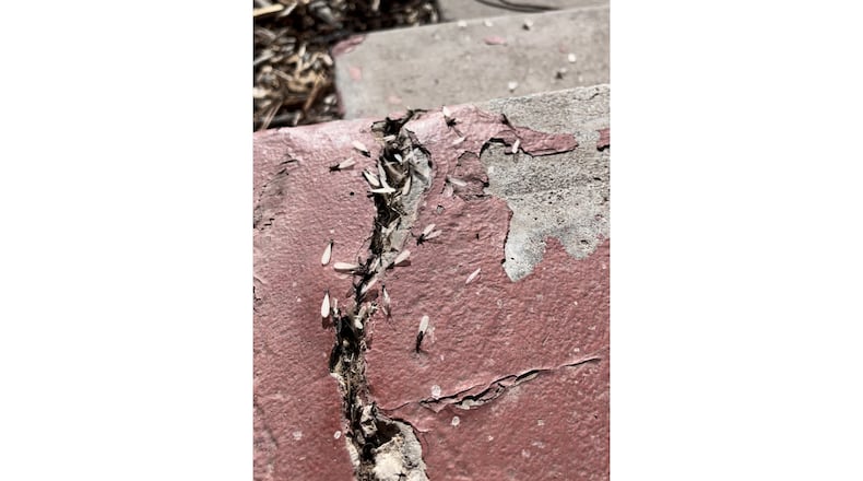 Large numbers of termites emerging are cause for concern but not for panic. (Courtesy of Grey East)