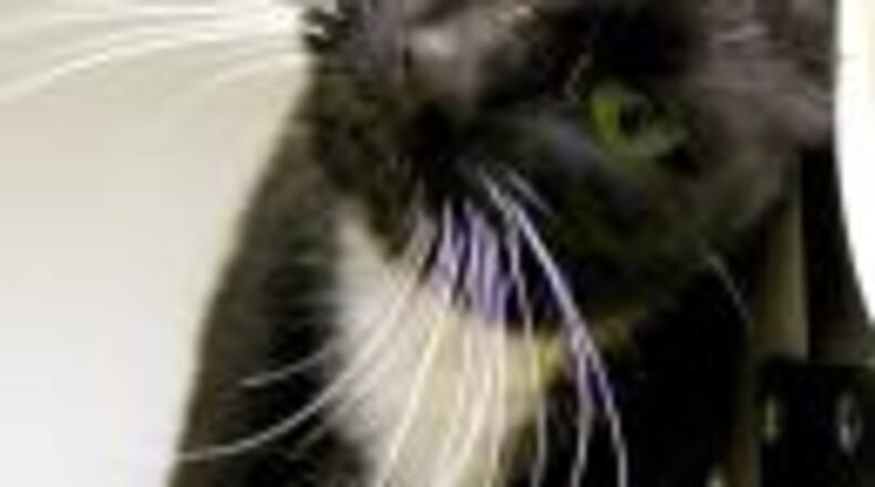 Adoption fees at the Fayette County Animal Shelter will now include spaying or neutering as well as rabies vaccinations and microchips. Courtesy Fayette County Animal Shelter