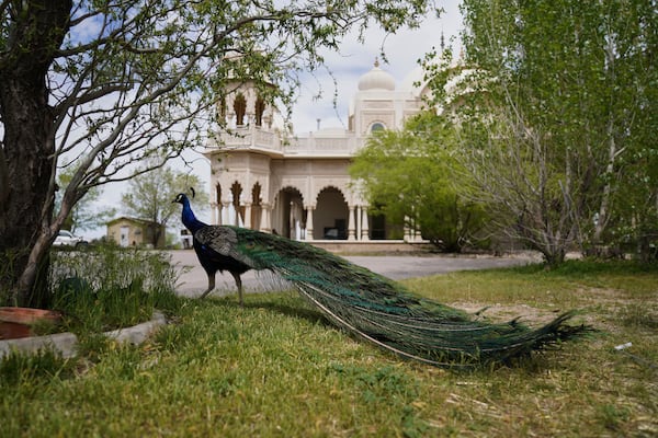 A peacock walks the grounds of the Shri Shri Radha Krishna Temple in Spanish Fork, Utah, on Friday, April 25, 2025. (AP Photo/Jessie Wardarski)