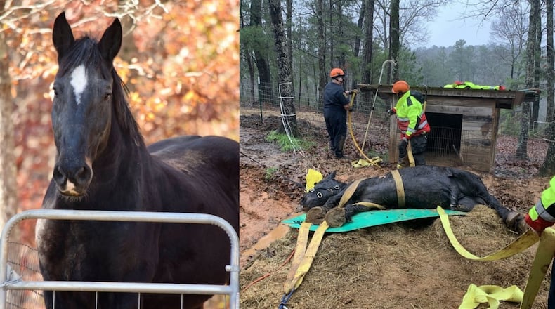 Cherokee County fire's Large Animal Rescue Team was called to a sanctuary Thursday to help a draft horse that was unable to get up. (Casey Montana / Cherokee fire)