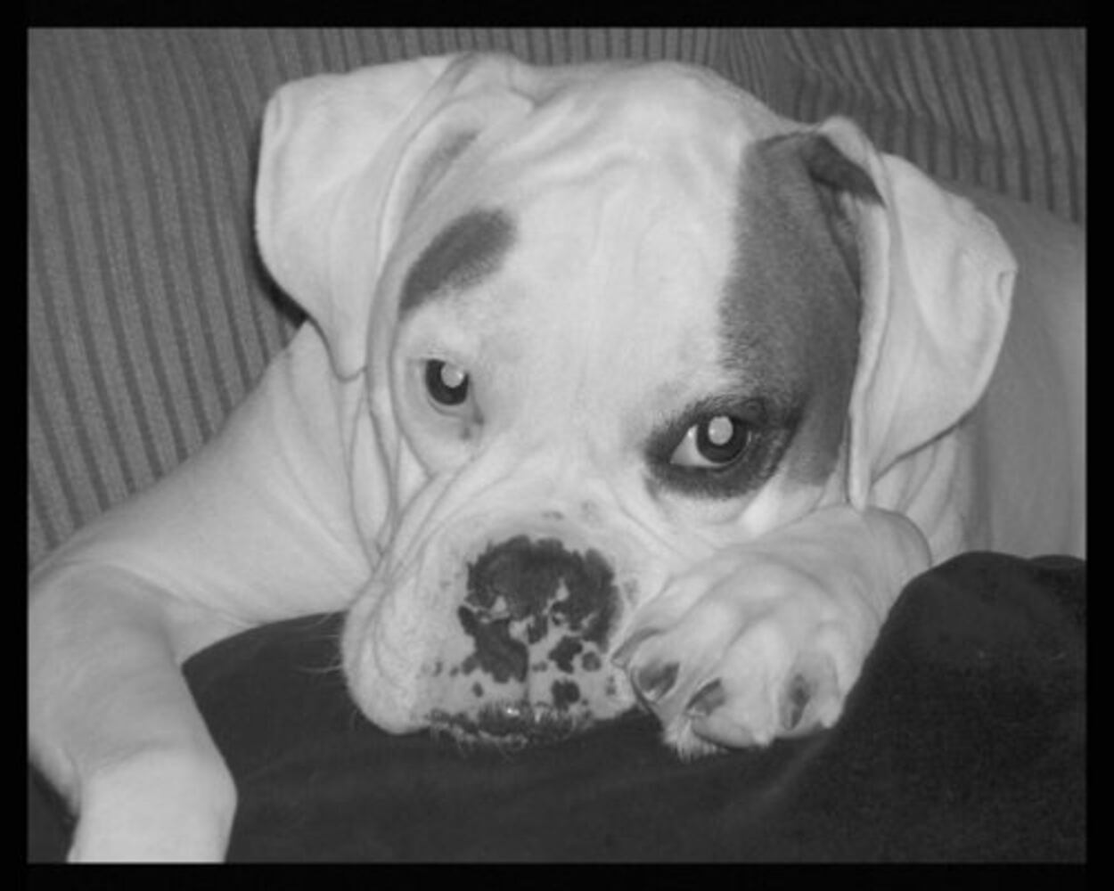 Atlanta's Top Dogs: 5. Boxers