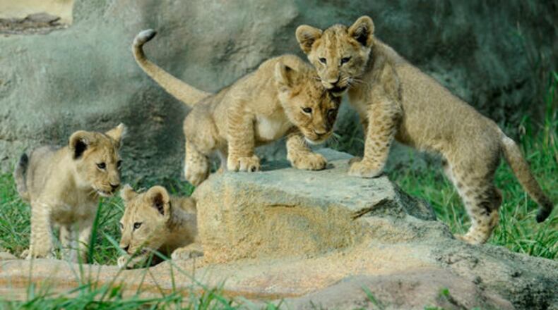 LIONS PLAY-In this Sunday, Aug. 21, 2011 photo, 12-week-old lion cubs play at the Birmingham, (Ala.) Zoo, and will join their parents in the predator hall Labor Day weekend. They were born May 25 to their mother, Akili and Kwanzaa, the zoo's male lion.
