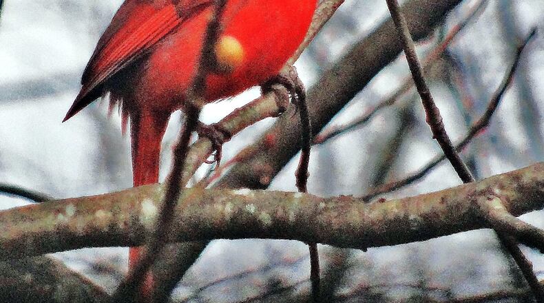A male Northern dardinal rests in a shrub in a Decatur yard. Its bright red color adds a bit of cheerfulness in winter. (Courtesy of Charles Seabrook)