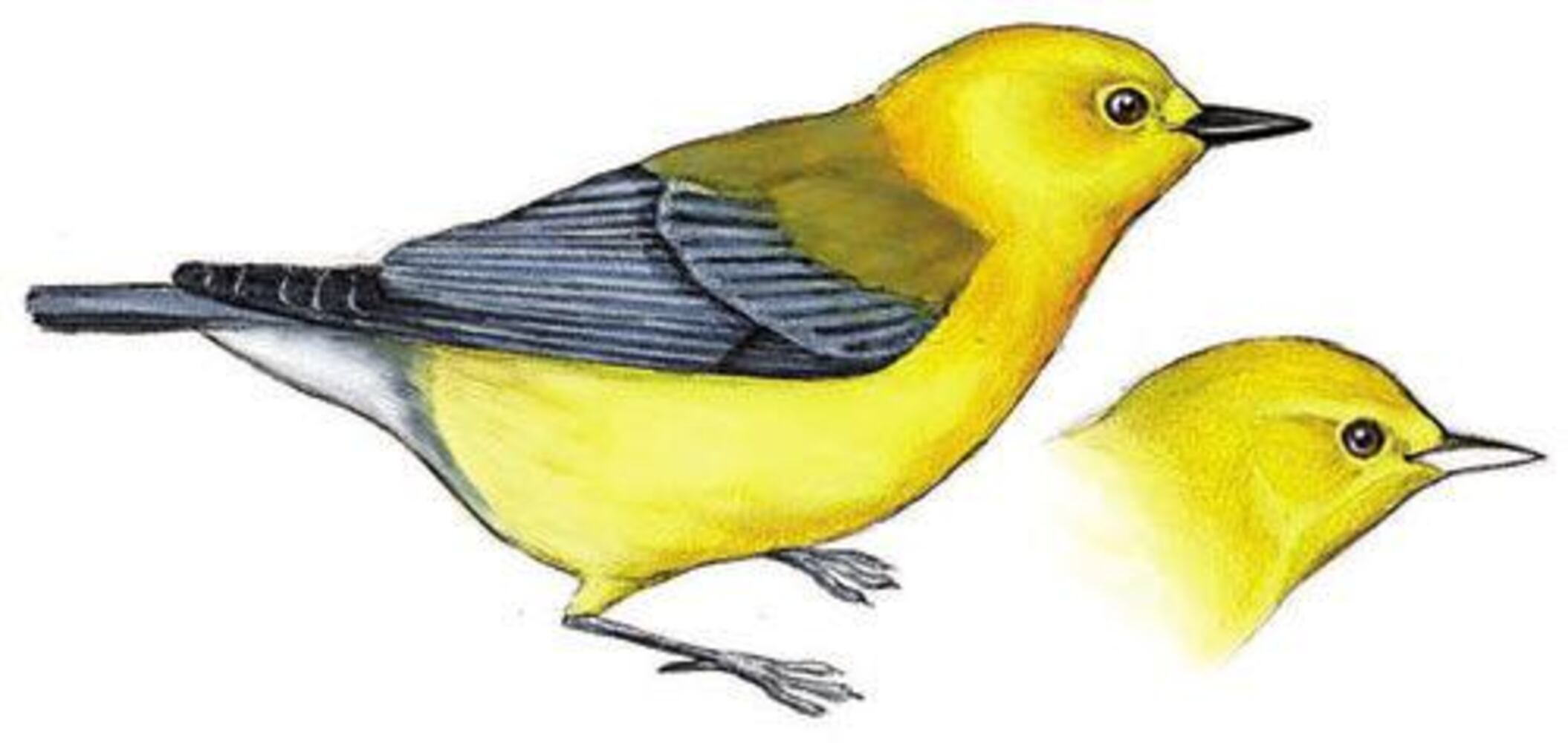 Birds' fortunes not flying high in Georgia