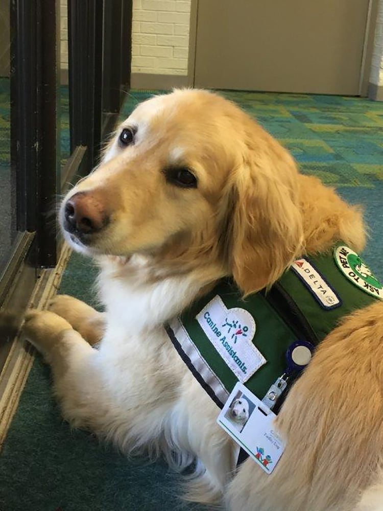 Casper the therapy dog