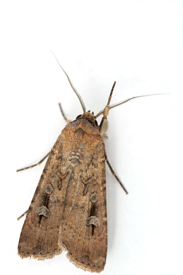 This image provided by Ajay Narendra shows an Australian Bogong moth at the Ramshead Range of the Snowy Mountains in New South Wales, Australia. (Ajay Narendra via AP)