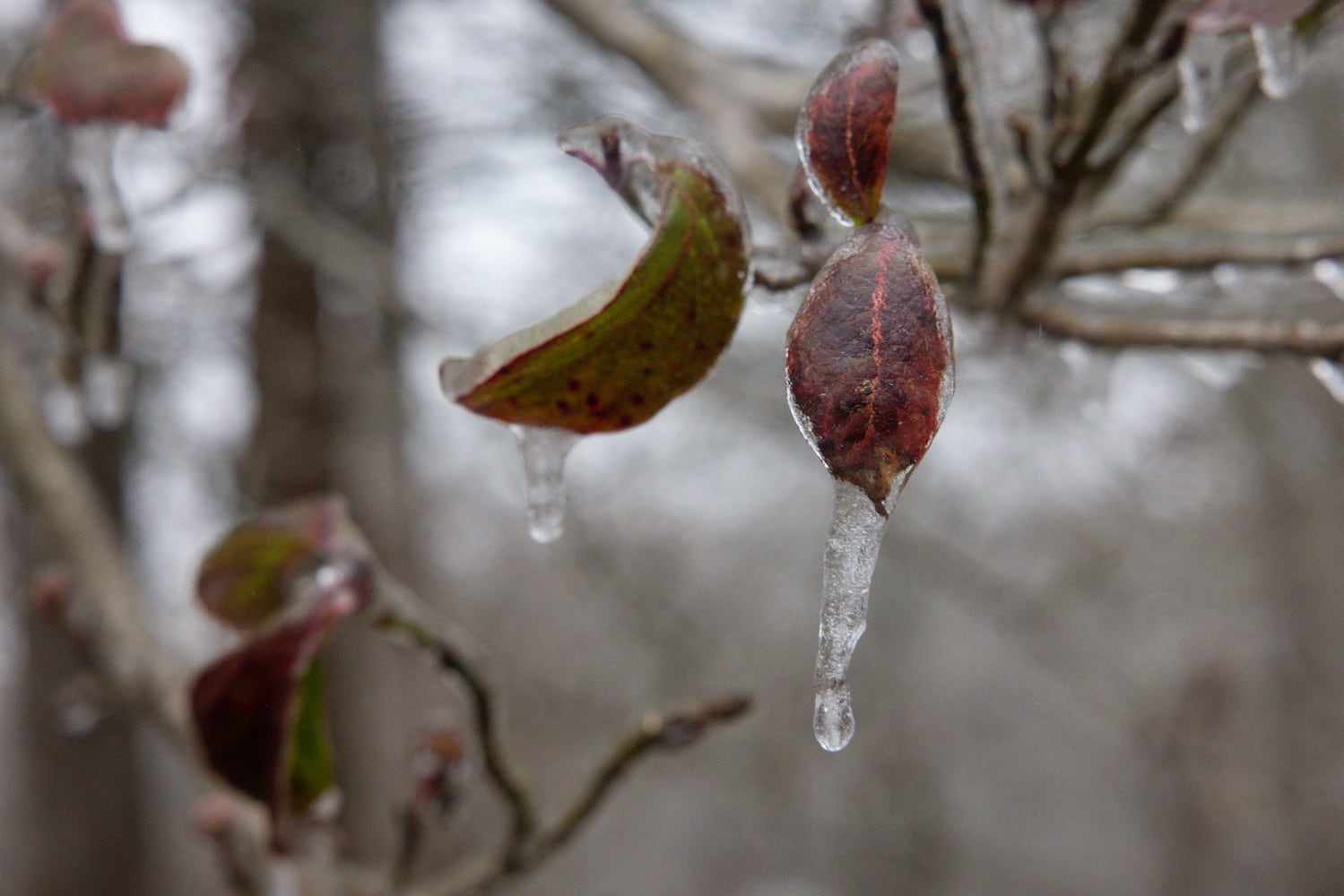 aajc 012526 ice storm
