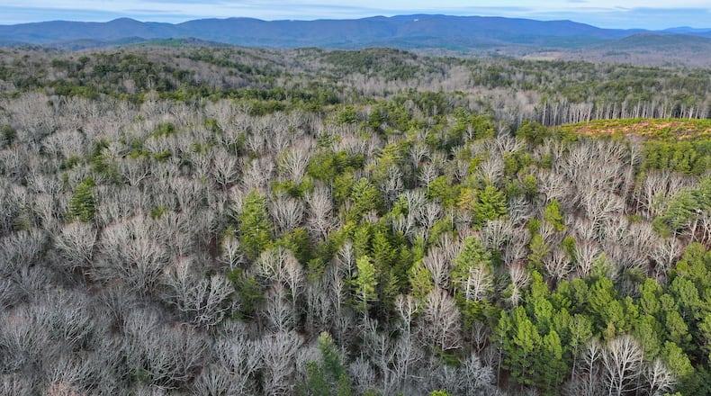 Aerial photo shows part of the Dawson Forest Wildlife Management Area, Thursday, January 31, 2025, in Dawsonville. Atlanta's 10,000-acre tract of forest is one part of the 25,500 acre WMA managed by the state as public recreation land. (Hyosub Shin / AJC)