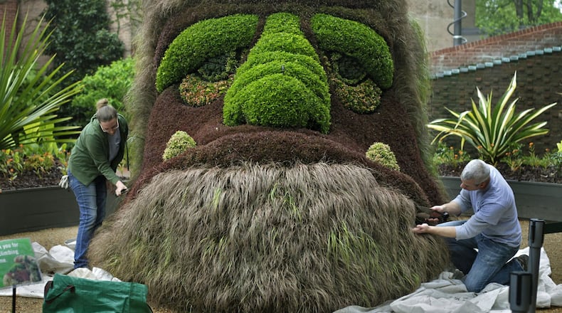 Horticulturists Lindsey Blackmon (left) and Trey Fletcher tend to the beard of the “Ogre” at the Atlanta Botanical Garden. The piece is part of the “Imaginary Worlds: Plants Larger Than Life” exhibit that opens Saturday at the garden. Nineteen monumental sculptures, each created from thousands of groomed annuals growing within an invisible metal armature, make up the exhibit. Visitors will encounter a grazing unicorn, a pair of gigantic cobras and a 23-foot-tall goddess emerging from the earth. It’s all the handiwork of International Mosaiculture of Montreal.