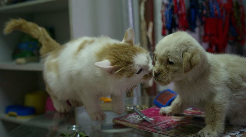 A study says dogs are smarter than cats as they have more neurons in their brains.