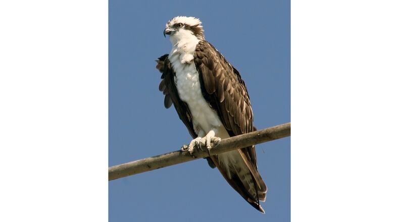 The osprey, also known as the fish hawk, is one of Georgia's big raptors that begin breeding in December. (Courtesy of Michael L. Baird/Creative Commons)