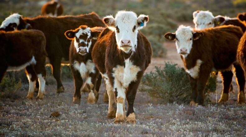 Last month, a group called the U.S. Cattlemen's Association petitioned the U.S. Department of Agriculture to adopt stronger labeling requirements for beef and meat substitutes. (Robyn Mackenzie/Dreamstime/TNS)