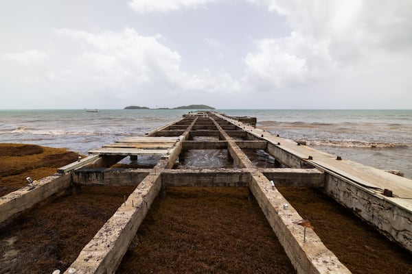 A pier sits damaged as sargassum surrounds the coastline of Punta Santiago, Humacao, Puerto Rico, Monday, June 2, 2025. (AP Photo/Alejandro Granadillo)