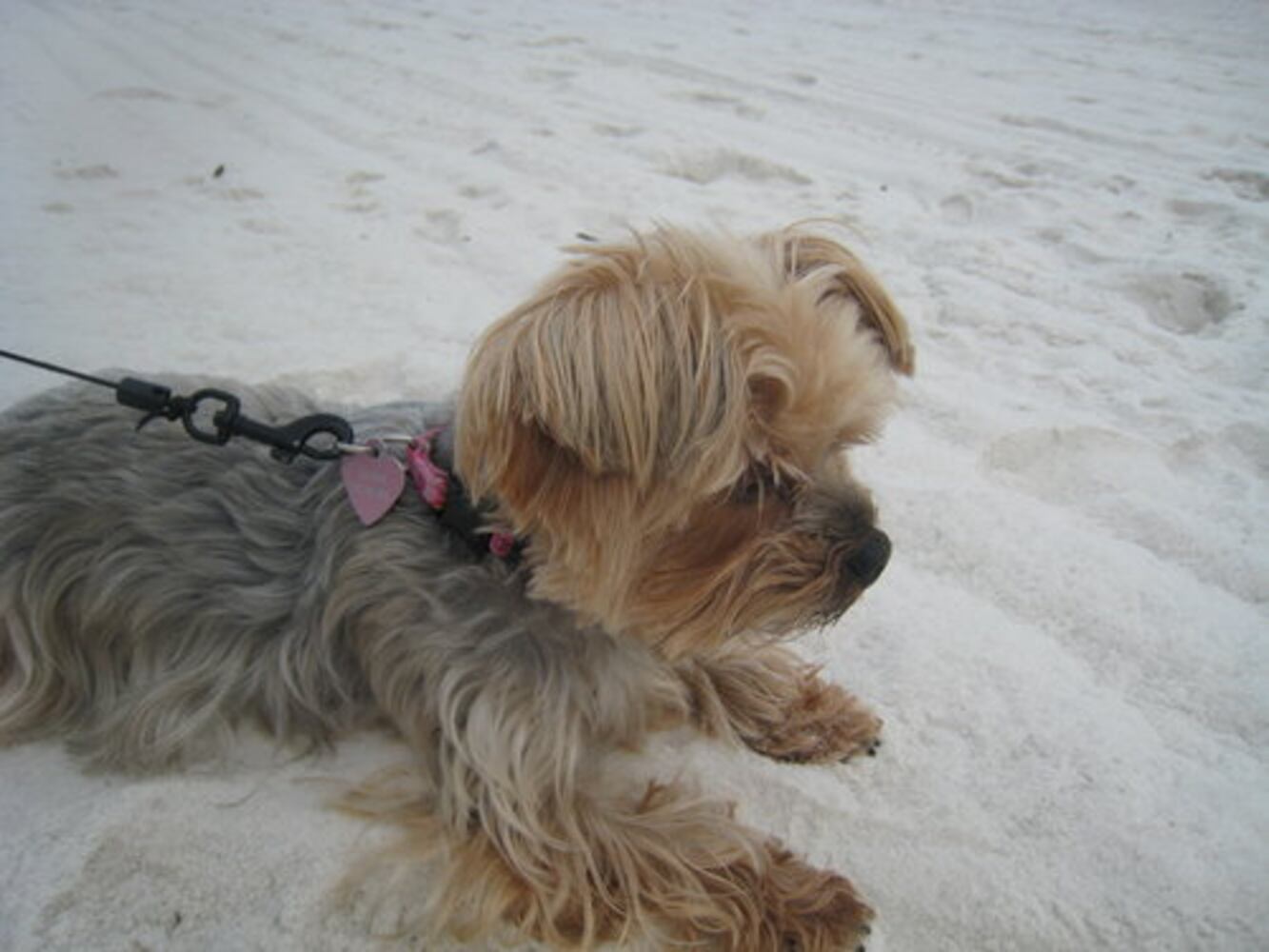 Atlanta's Top Dogs: 6. Yorkshire terriers