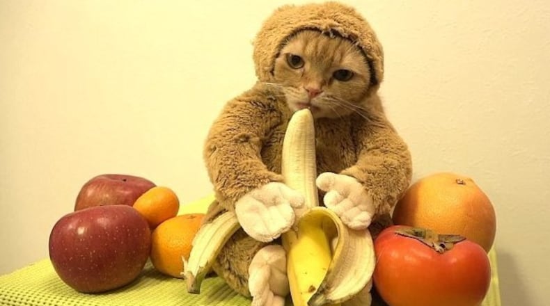 Photo credit: YouTube