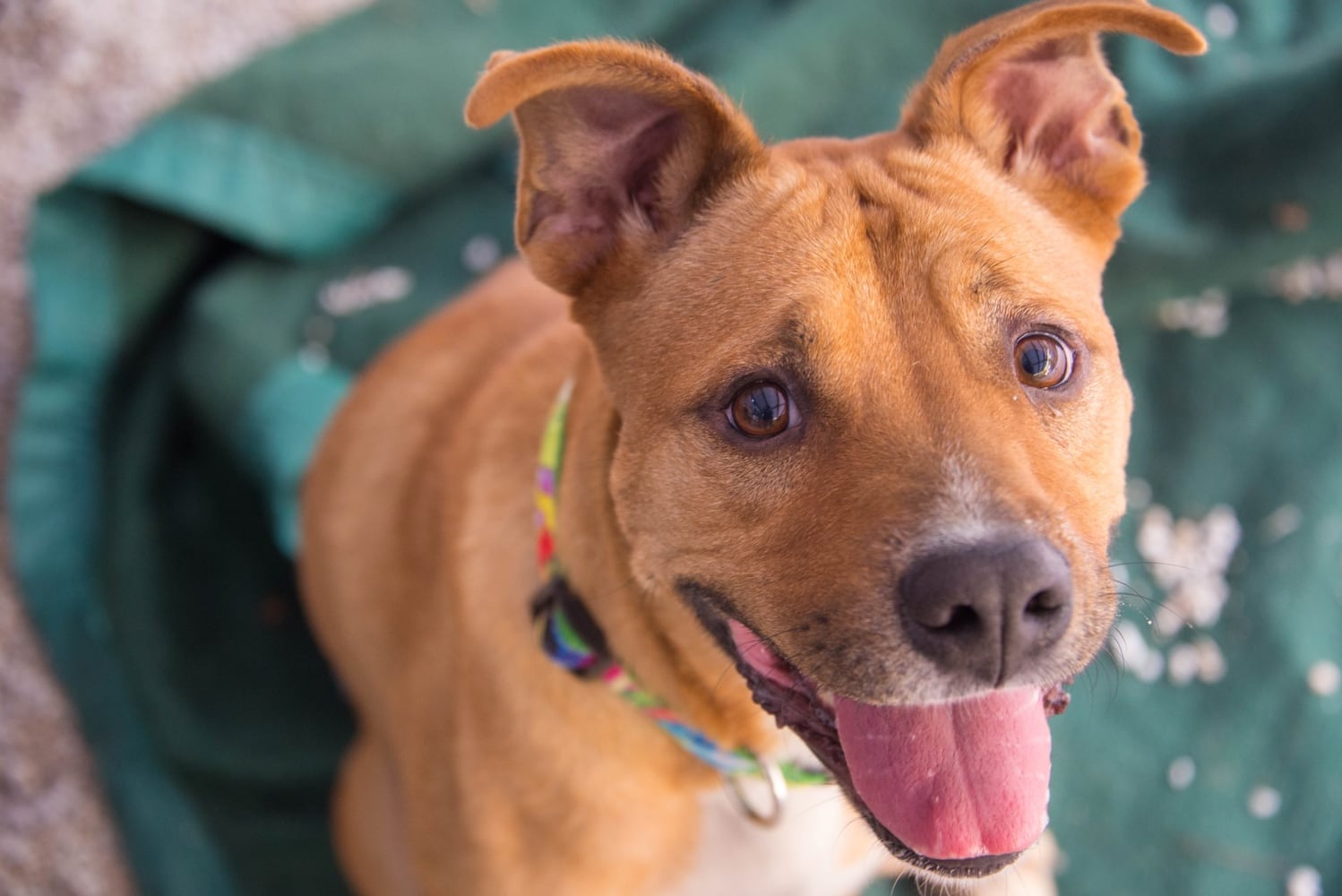 Adoptable Friends from PAWS Atlanta