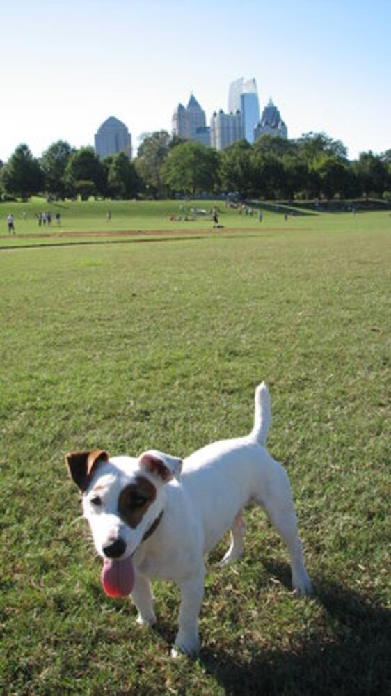 T.G.I.F.: Atlanta's Smiling Pets