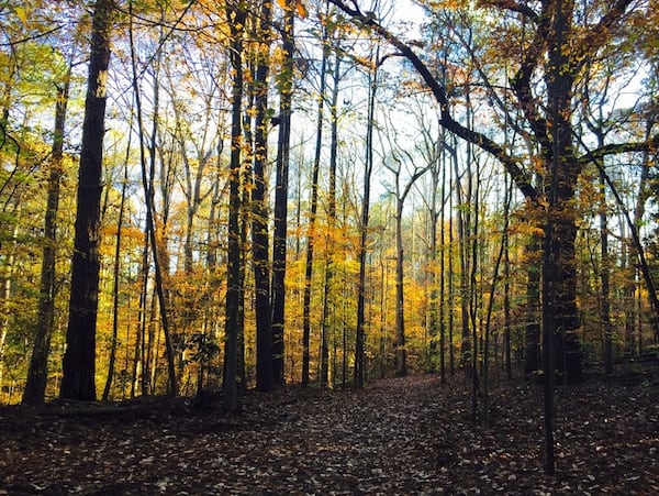 Briarlake Forest Park is featured in “Hiking Intown Atlanta’s Hidden Forests: Inside and on the Perimeter.” (Courtesy of Karen Hutchinson)