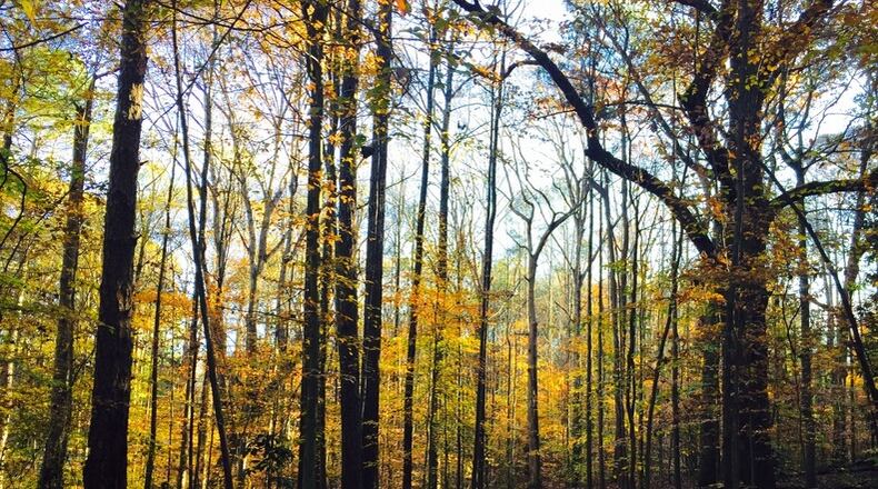 The Atlanta Audubon Society recently recognized Briarlake Forest Park as an Atlanta Audubon Certified Wildlife Sanctuary. Courtesy of Karen Hutchinson