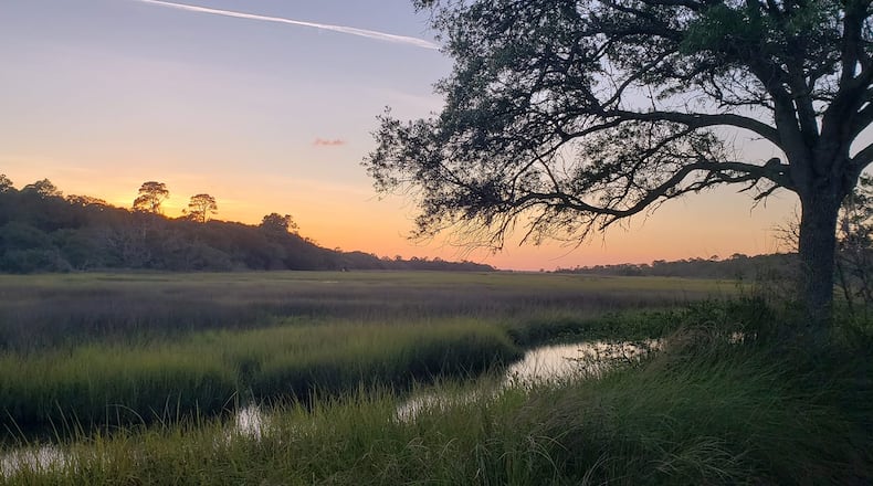 Georgia Audobon is seeking volunteers to help plant Muhly grass plugs in a restoration area on Jekyll Island 9 a.m. to 4 p.m. Saturday, Jan. 7. COURTESY JEKYLL ISLAND