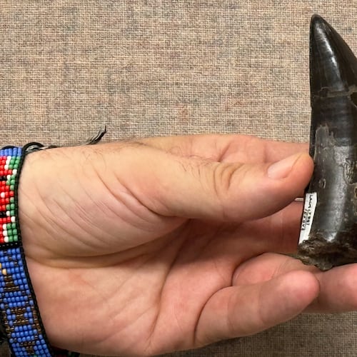 This 2026 photo provided by UCLA shows scientist Robert Eagle holding a Tyrannosaurus rex tooth that was used to measure the dinosaur’s body temperature. (UCLA via AP)