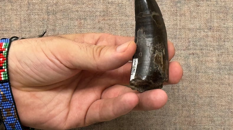 This 2026 photo provided by UCLA shows scientist Robert Eagle holding a Tyrannosaurus rex tooth that was used to measure the dinosaur’s body temperature. (UCLA via AP)