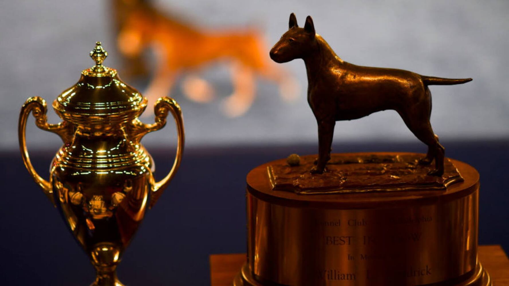 Photos: 2019 National Dog Show