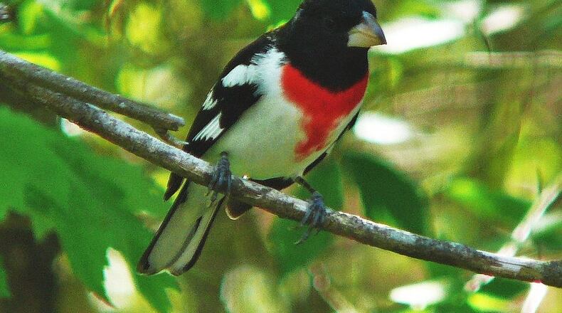 The male rose-breasted grosbeak (shown here) is a strikingly beautiful bird that might stop at feeders while migrating across Georgia. (Ken Thomas/Creative Commons)