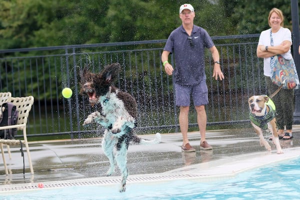 Bob Hood from Midtown watches his dog, Macro, chase a tennis ball into the water. (Miguel Martinez/AJC)