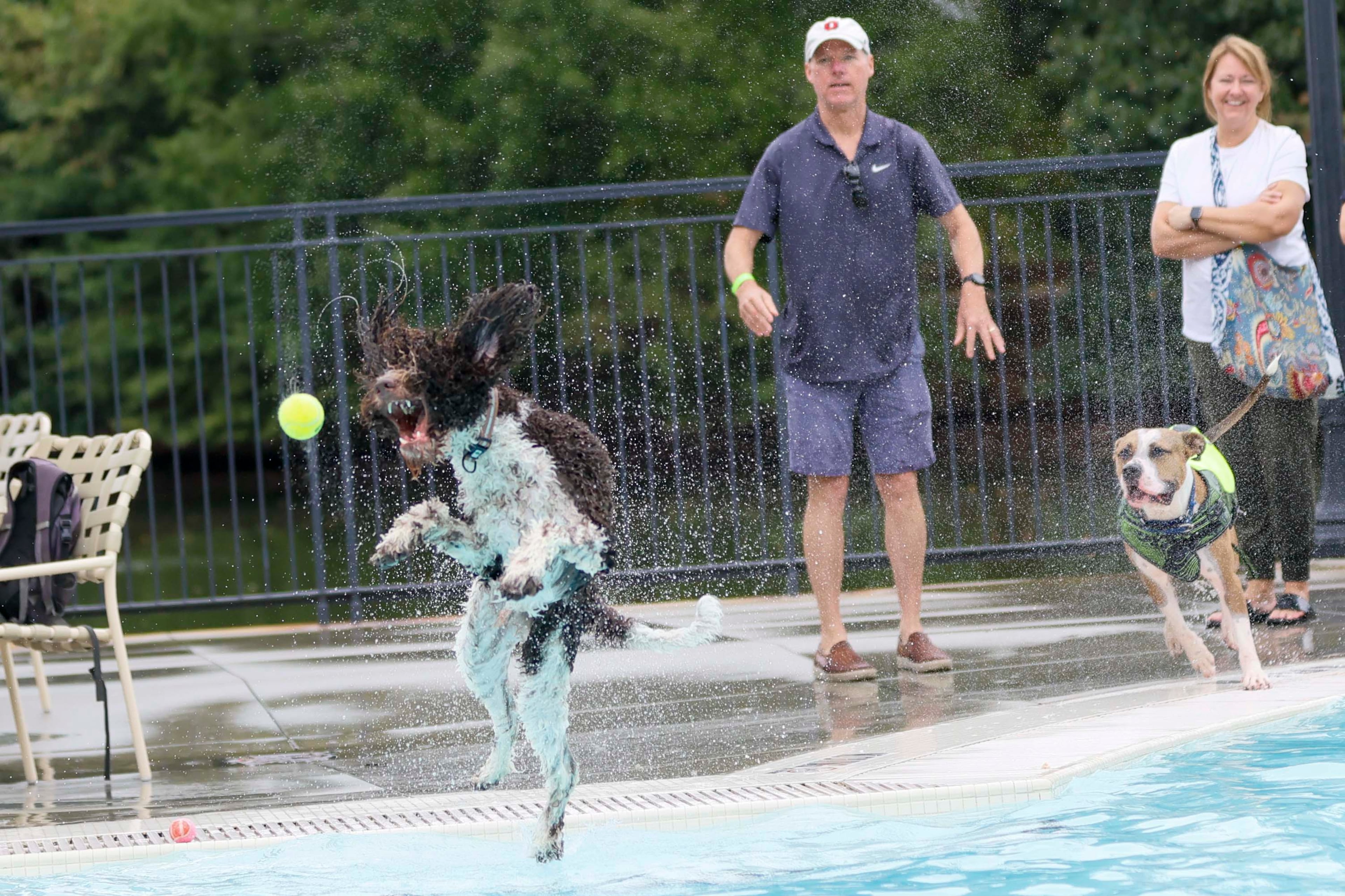 Boob Hood from Midtown watches his dog Macro (2) chase a tennis ball as he dives during the XV annual Splish Splash Doggie Bash at Piedmont Park on Sunday, October 5, 2025. The proceeds support Piedmont Park Dog Parks.
(Miguel Martinez/ AJC)