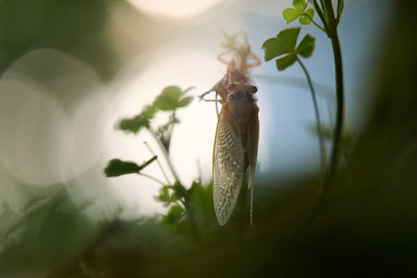 An adult periodical cicada, shortly after shedding its nymphal skin, clings to clover on Tuesday, May 20, 2025, in Cincinnati. (AP Photo/Carolyn Kaster)
