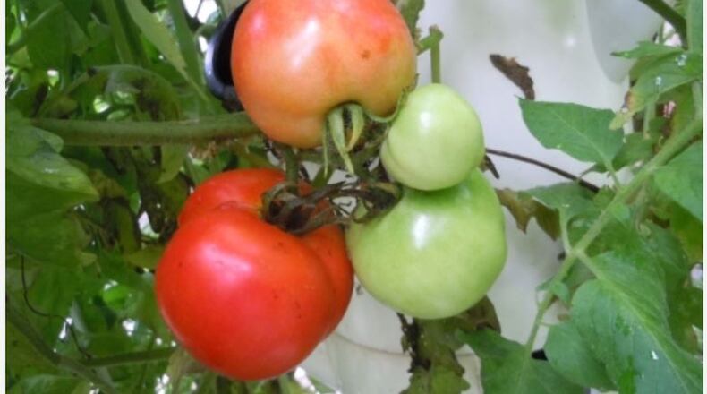 If you want a bushy plant, you would be better off to grow a determinate variety. WALTER REEVES