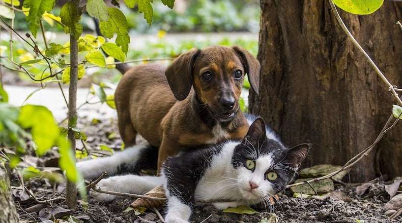 Prosecutors charged two New Jersey health officials after an investigation revealed hundreds of animals were illegally euthanized.