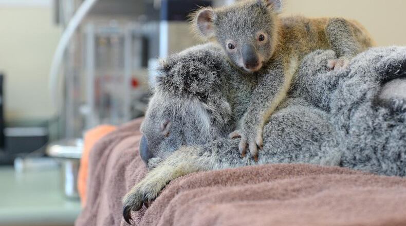 Phantom, a baby koala who hugged his mom throughout her emergency surgery, is internet famous.