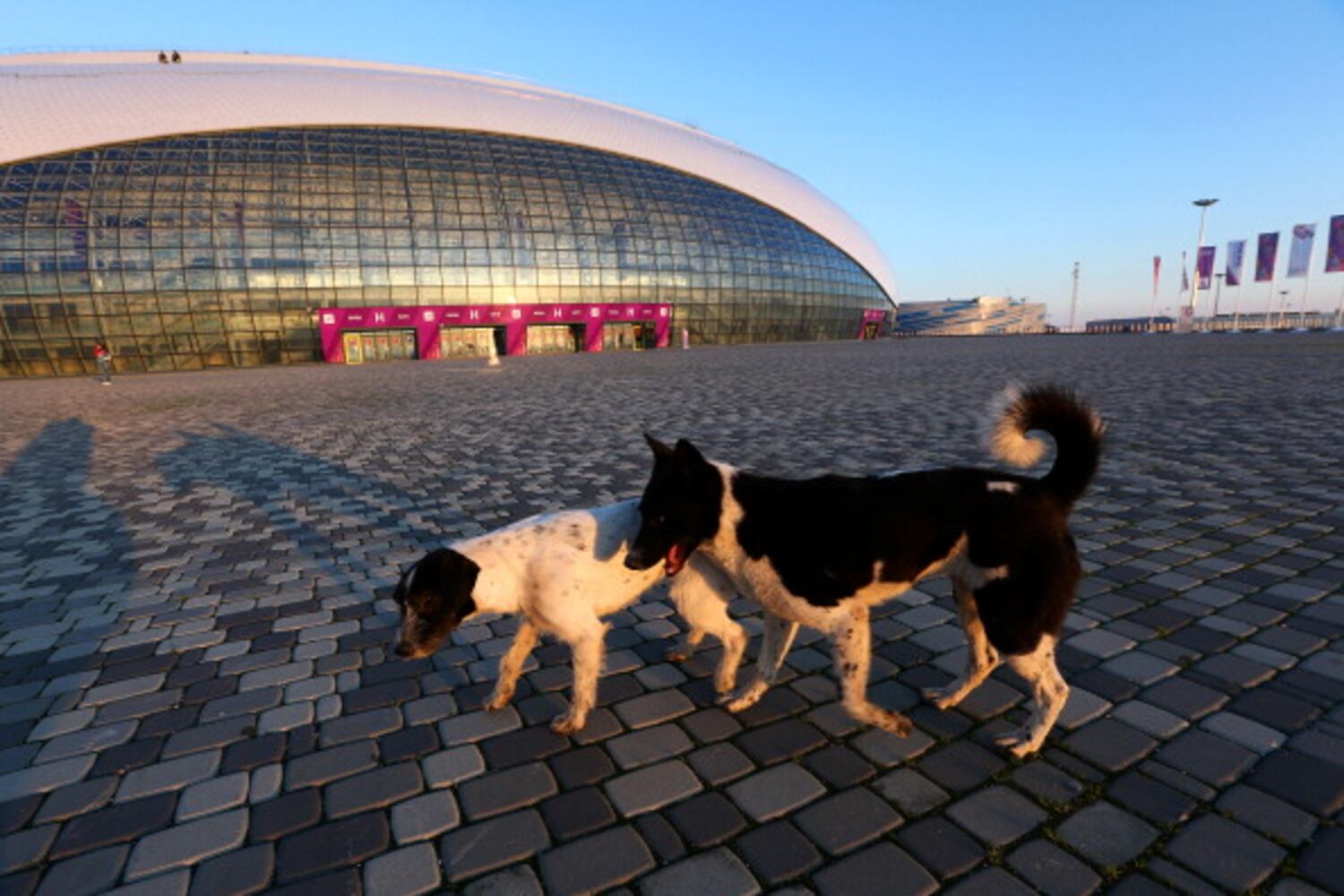 Winter Olympics host city overrun with strays