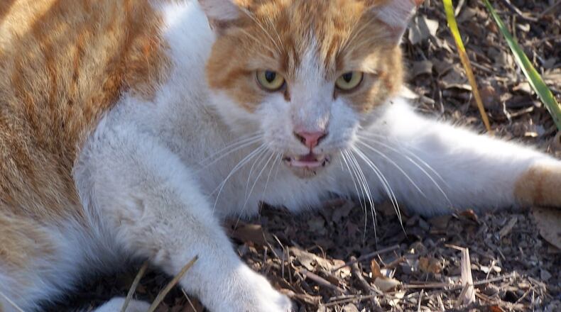 Three people in Norcross attacked by rabid cat. Public urged to avoid and report animals behaving oddly. AJC File Photo